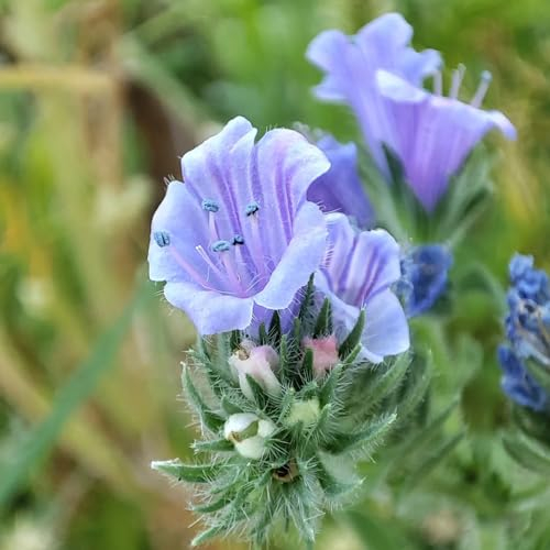 100 pcs natternkopf samen mehrjährig, blumen balkon, winterharte pflanzen für garten (Echium vulgare) blumenwiese samen, balkon beet wildblumensamen, winterharte stauden balkon, steingarten