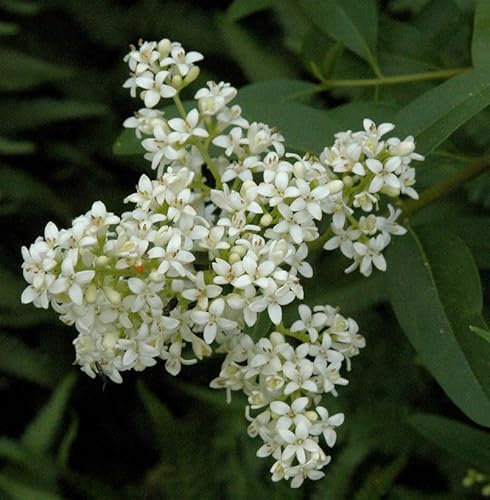 Gewöhnlicher Liguster 40-60cm - Ligustrum vulgare