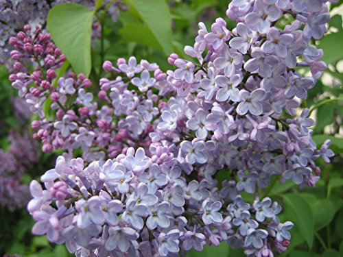 Syringa oblata, la floraison pourpre EarlyLilac/Lilas chinois, 25 graines de plantes.