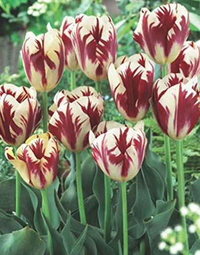 Tulpen Grand Perfection Tulpenzwiebeln (20 Blumenzwiebeln)