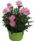 Dianthus caryophyllus rosa- Teneriffa-Nelke Duftpflanze im 11 cm Topf winterharte Staude für Zimmer und Freiland