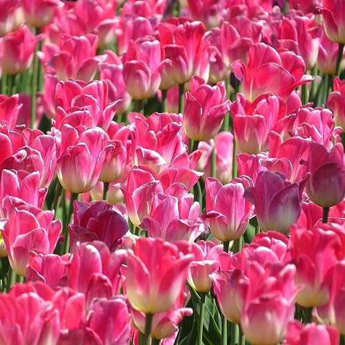 15 pcs tulpenzwiebeln bio - praktische geschenke frühlingsblumen tulpenzwiebel,tulpen zwiebeln winterhart mehrjährig, balkonpflanzen winterhart Hydrokultur garden frühlingsblüher zwiebeln