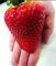 Riesen Erdbeere -Doppel-Packung- (Gigantisch Große Erdbeeren, die größten der Welt) 40 Samen