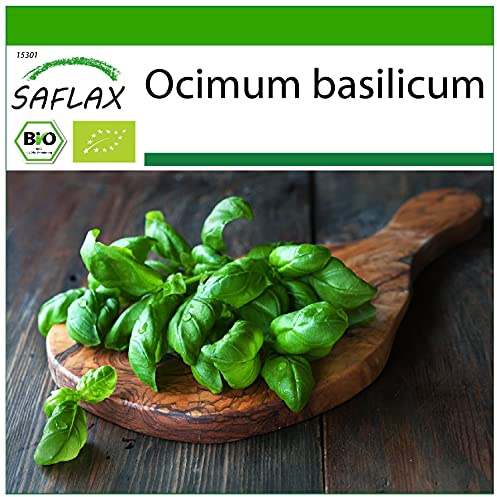 SAFLAX - BIO - Basilikum Sweet Genovese - 800 Samen - Ocimum basilicum