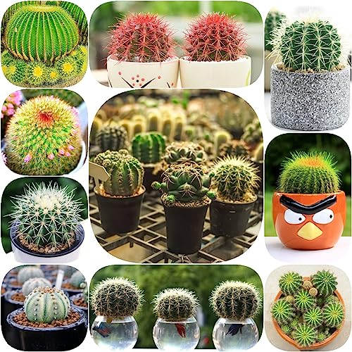 20 Stücke Kakteen Kaktus Samen, Kaktus Pflanze, Kaktus Pflanze Echt Zimmerpflanzen (Opuntia Dillenii) Winterharte Kübelpflanzen Pflanzen Züchten Exotische Pflanzen Winterhart Samen