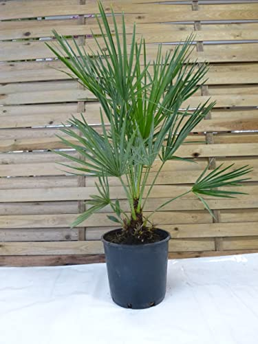 [Palmenlager] Chamaerops humilis 100 cm - Zwergpalme