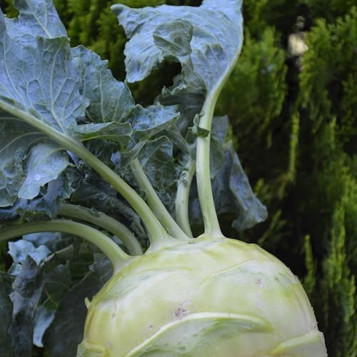 PREMIER SEEDS DIRECT - Kohlrabi Seeds - SUPERSCHMELZ - 4.5 Grams