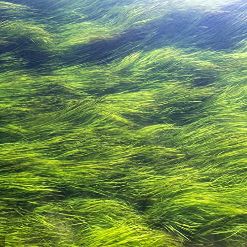 Haloppe 100pcs semi di piante di erba acquatica per la piantagione di giardini domestici, semi di piante acquatiche vive di erba verde per giardino Semi di erba acquatica