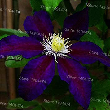 SEMI -Mix Clematis Hybridas Semi e Clematis Piante rampicanti semi Fiore giardino domestico di DIY 100 semi Clematis Florida 6