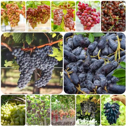 150 pcs weinreben samen - bäume garten winterhart saat bio geschenke,trauben kernlos,weintrauben bio pflanzen, obstsamen zimmerpflanzen wenig lichtbedarf obst samen seed büropflanzen