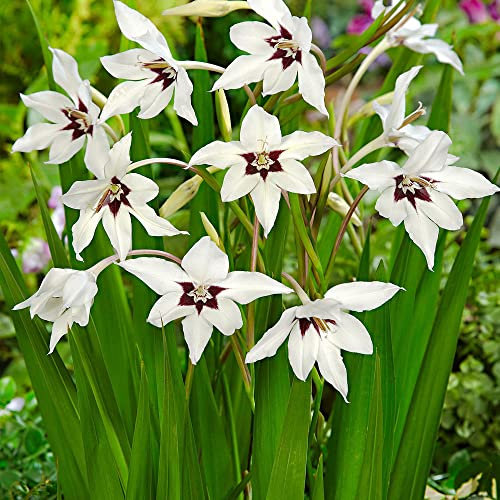 20 x Acidanthera – Syn. Gladiolus Callianthus Murielae – Inverted Blooms – Perennial – Summer Flowering Bulbs – for Your Beautiful Garden