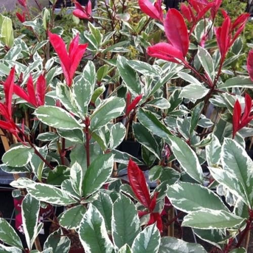 Pianta di PHOTINIA variegata LOUISE MECLARLOU cesp. h 70 cm VASO 18 FOTO REALE AMDGarden