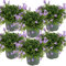 Bloomique - 6er-Set - Campanula Ambella Lavender - Glockenblume - Bodendecker - Gartenpflanzen - Winterhart - Tierfreundlich - 10-20 cm Hoch - Topf 10,5 cm