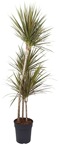 Drachenbaum 'Bicolor', Topf-Ø 24 cm, Höhe ca. 150 cm