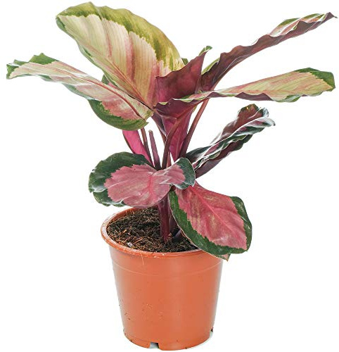 Calathea roseopicta Rosy Korbmarante Calathea Zimmerpflanze