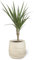 Dracaena Marginata Planta Natural de Interior en Maceta Ø12 cm Altura 60 cm para Decoración Hogar o Regalo