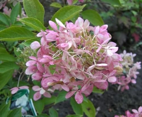 Rispenhortensie Phantom - Hydrangea paniculata Phantom - 40-60cm