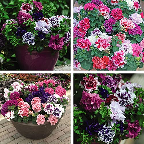 Garden Ready Bedding & Hanging Basket Pot Plants for Instant Impact & Colour 1 x Pack of 30 Garden Ready Petunia Double Orchid Flowered Plants by Thompson & Morgan