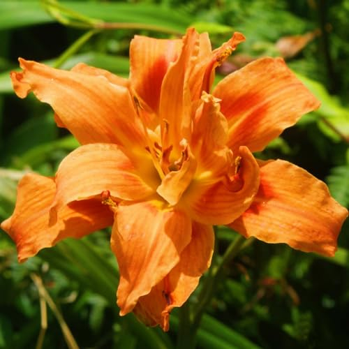 Taglilienzwiebeln-Winterhart MehrjäHrig,Hemerocallis Knollen,Taglilien Zwiebeln Winterhart MehrjäHrig,Taglilien Pflanzen,Winterharte Stauden,Bonsai Pflanze-8zwiebeln-c