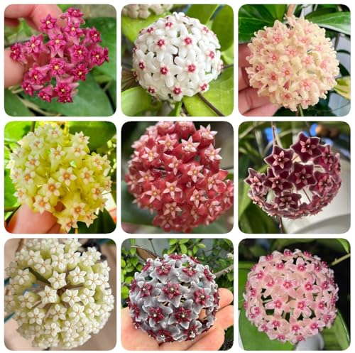 150 pcs Hoya Pflanze Samen, Kräuter Samen, Saatgut Hoya Carnosa Samen, Blumenwiese Samen, Mini Geschenke Gastgeschenke Hochzeit Blumensamen, Winterharte Pflanzen Für Balkon blumenwiese,