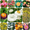 strohblumen samen Duftend Zierblumen exotische pflanzen, bonsai blumen samen herbstblumen dauerblüher gartenpflanzen pflanzen für sonnige plätze pflanztopf Seltene Pflanzen Serie 500pcs