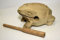 Frosch aus Holz sehr klein (ca.8cm) inkl. Schlägel
