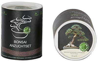 Seedeo Bonsai Geschenk - Set Japanische Schwarzkiefer (Pinus thunbergii)