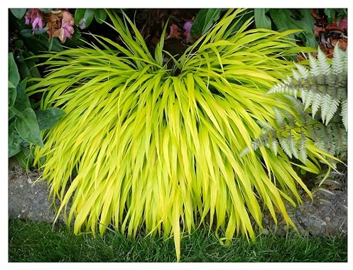 10 x Hakonechloa macra 'All Gold' im 1 Liter Topf (Ziergras/Gräser/Staude/Winterhart/Bodendecker/Mehrjährig) Japanisches Gold Berggras -Japanische Ziergras Kunst in leuchtendem Gold -von Stauden Gänge