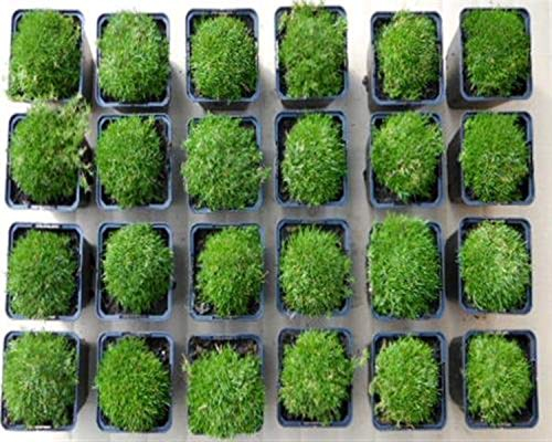12 Sternmoos, Sagina subulata, Stern-Moos Bodendecker Polsterstaude Pflanzware #