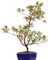 Bonsai - Jap. Satsuki Azalee 'Benigasa', Rhododendron indicum 218/76