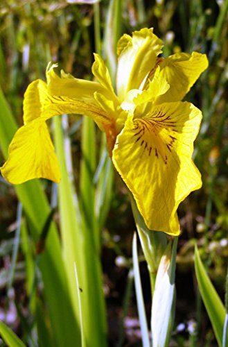 WASSERPFLANZEN WOLFF ° 2er-Set - winterhart - Iris pseudacorus 'Variegatus' - Staude des Jahres 2016 - gestreifte Sumpfschwertlilie - Wasserschwertlilie, gelb