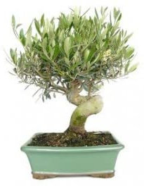 Bonsai olivo 12 años - Olea europea - Bonsai natural - Planta viva