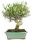 Bonsai olivo 12 años - Olea europea - Bonsai natural - Planta viva