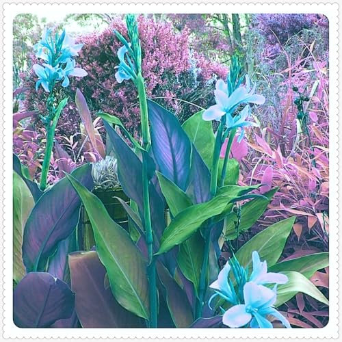 Canna Zwiebeln Winterhart Mehrjährig Winterhart zwiebeln Bonsai Pflanzen DIY Garten