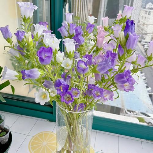 glockenblumensamen mehrjährig - deko bodendecker glockenblume hochbeete für garten winterhart 300pcs
