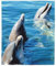 Motiv Microfasertuch mit Tiermotiv - Delphin - Brillenputztuch - 15x18cm