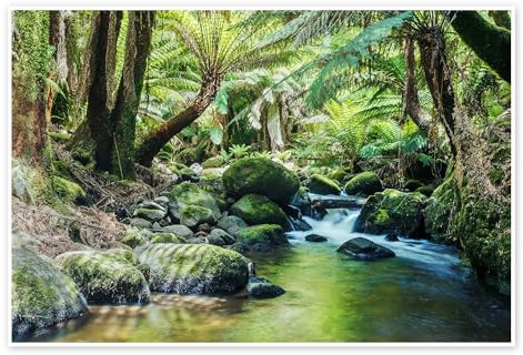 Regenwald in Tasmanien Poster von Matteo Colombo 90 x 60 cm Grün Wandbilder Wanddeko