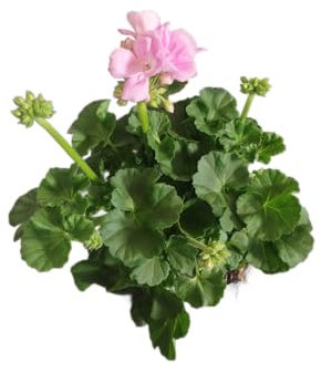 DECOALIVE Geranio Rosa Natural – Planta Viva con Floración Continua – Ideal para Espacios Verdes