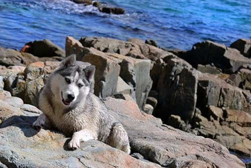 OZLHSP Panorama Puzzle 1000 Teile Husky-Tiere 75x50cm