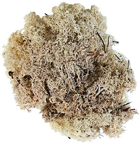 Glorex 6 3803 610 - Islandmoos, 50 g, natur, zum Basteln, Dekorieren, für den Modell- und Krippenbau