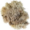 Glorex 6 3803 610 - Islandmoos, 50 g, natur, zum Basteln, Dekorieren, für den Modell- und Krippenbau