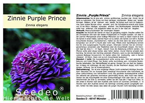 Seedeo® Zinnie „Purple Prince“ (Zinnia elegans) 50 Samen