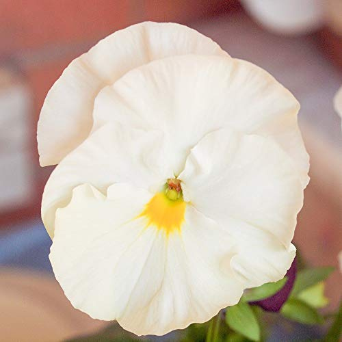 Semillas White Giant Pansy - Viola x wittrockiana