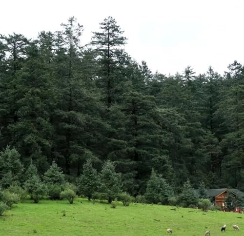 50 pcs Fichte Samen, Fichten Baum, bäume kaufen plants pflanzen hochbeet balkon bio saatgut bonsai baum bonsai tree bäume pflanzen baum garten geschenke immergrüne pflanzen winterhart