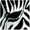 Apalis Vliestapete Zebra Crossing No.4, HxB: 336cm x 336cm
