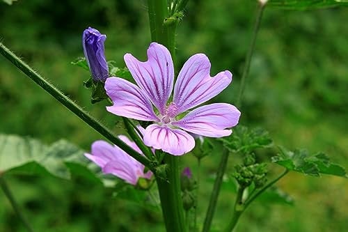 Wild Flower Common Mallow Malva sylvestris 200 Seeds Pink Flowers Garden