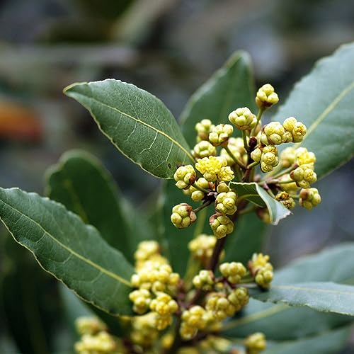 100 pcs Zimt samen - küchenkräuter plant exotische pflanzen,cinnamomum cassia, indoor kräutergarten topfpflanzen draußen winterhart kräuterbeet balkonpflanzen winterhart bonsai baum
