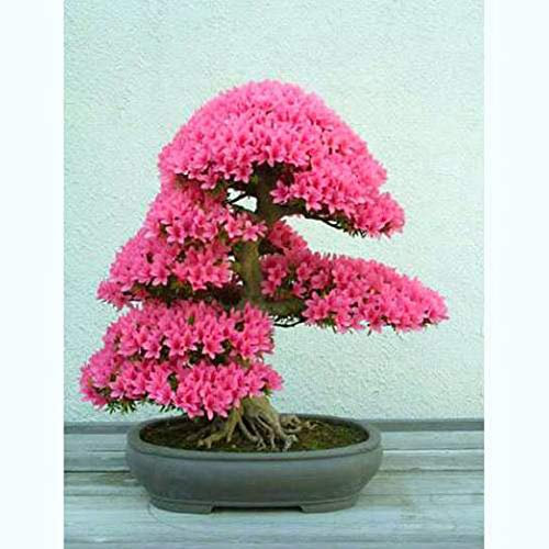 Portal Cool Freie P & P Larg Pakete! Judas Tree - Cercis Siliquastrum 400 Seeds - Bonsai-Baum