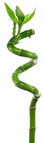 1 x Lucky Bamboo 40cm Spiral Stems for Indoor Plant Pot Garden Windowsill Bowl