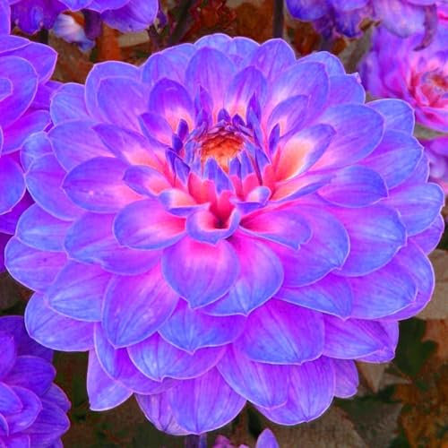 Bulbi Di Dalia Fiori Grandi Vigorose E Crescono Rapidamente Attira Api E Farfalle Perfette Sia Per I Giardinieri Principianti Che Per I Coltivatori Professionisti Bulbi Di Dalia-2bulbs-J